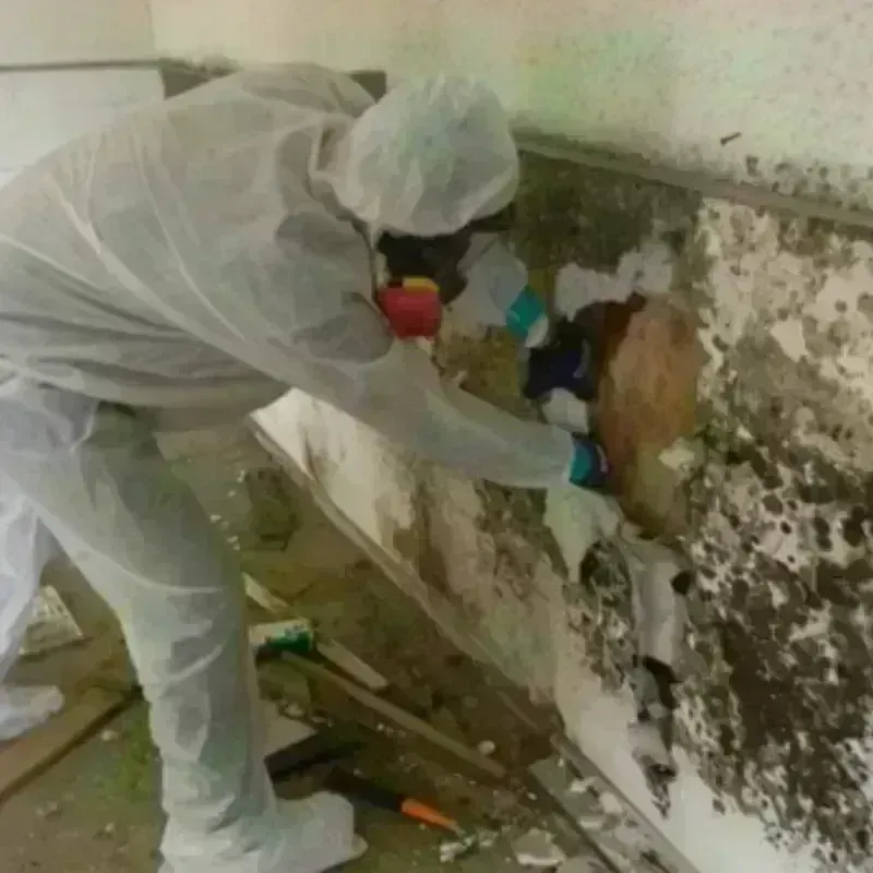 Mold Remediation and Removal in Crane, TX